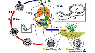 Ascaris Lumbricoides lecture [upl. by Krum360]