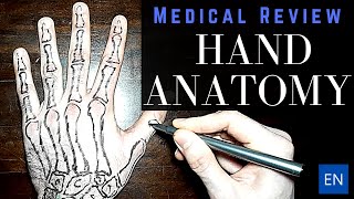 Hand Anatomy overview [upl. by Eiffe]