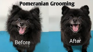 Pomeranian Grooming [upl. by Berardo]