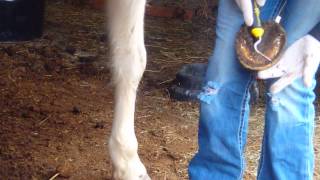 How to Trim Horse Hooves Basic Trim [upl. by Nnylecoj]