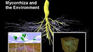 Mycorrhiza I – Mycorrhiza and the Environment [upl. by Nemajneb918]