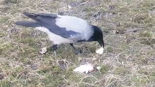 Молодая ворона ест мяско на зависть галкам \ Young crow Herz eats meat in the company of jackdaws [upl. by Merwin]