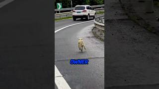 Heartbroken Dog Abandoned by Owner [upl. by Okoyik]