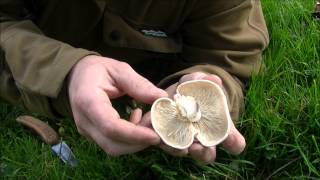 Bushcraft Edibles  Saint Georges Day Mushroom [upl. by Anialam238]