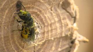 Leafcutter bees Megachilidae [upl. by Alwitt]