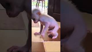 Monkey baby powerful lol 😆 Funny animalvideos funny viralvideo enjoythenatureoftheworld [upl. by Yenreit]