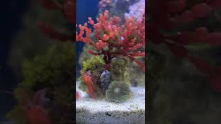 Rhodactis mushroom coral turning inside out after eating mysis shrimp aquarium reeflife coralreef [upl. by Barnabe]