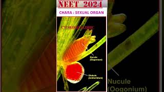 CHARA NEET 2024 Oogonium and Antheridium NCERT cpsharma cpsharmaclasses CHARA neetexam [upl. by Sardella]