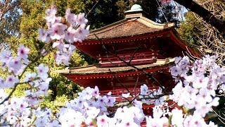 Zen Garden  Cherry Blossoms Mindfulness Relaxation amp Meditation  50 minutes [upl. by Bunting704]