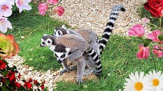 Lemurs featuring the lemur baby twins [upl. by Adnarram]