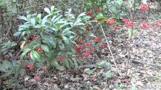 Coral Ardisia A Pretty Problem in Wakulla County [upl. by Adnic]