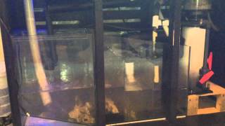 120 gallon salt water tank set up [upl. by Leuamme]