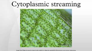 Cytoplasmic streaming [upl. by Ayekehs]