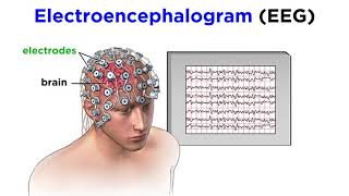 ALevel Psychology AQA Biopsychology  Circadian Rhythms [upl. by Feltie]