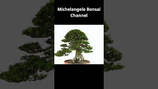 Taxus Baccata Bonsai tree yamadoribonsai bonsaitechniques bonsaitree [upl. by Romy]