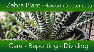 How to Grow The Zebra Plant Succulent  Haworthia attenuata Varieties and Propagation [upl. by Ennayar]