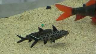 Synodontis lucipinnis Wrongly Sold As Petricola [upl. by Monson]