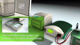 Faster Western Blotting with the TransBlot® Turbo™ Transfer System [upl. by Loftus]