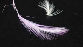 The Corrs  Toss the Feathers [upl. by Asiat]