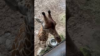 Lovely Giraffe Baby giraffe giraffefeeding giraffespecies giraffelove youtubeshorts [upl. by Piegari]