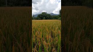 rice fieldnaturetrending nelluvayal [upl. by Aniloj]