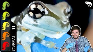 Amazon Milk Frog The Best Pet Amphibian [upl. by Anotal]