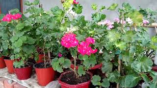 Geranium plant care in summerZinnia फुल्नु थाल्यो 🥰 मेराे फूलबारीको सुन्दर फूल ❤️ [upl. by Elak]