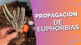 La manera correcta de hacer esquejes de euphorbias The correct way to make euphorbias cuttings [upl. by Atinod]