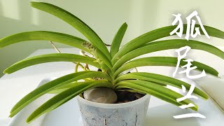 狐尾兰 Rhynchostylis coelestis [upl. by Meeki]