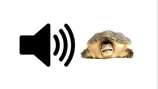 Weird Turtle Moan  Sound Effect  ProSounds [upl. by Richara122]