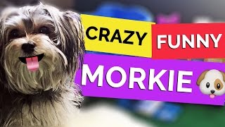 CRAZY FUNNY MORKIE PUPPY [upl. by Cia]