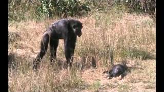 Chimpanzee mother learns about her dead infant [upl. by Ardnu]