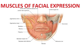 Muscles of Facial Expression [upl. by Sandi738]