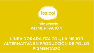 ALIMENTACIÓN  Línea Dorada de Italcol la mejor alternativa en producción de pollo pigmentado [upl. by Onifled]