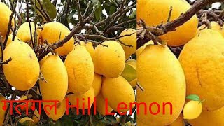 Galgal Ka Achar Hill Lemon  Sabse Bada Nimbu Galgal  Village life Amna Ammu [upl. by Magnusson]