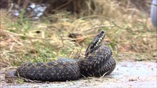 De adder Vipera Berus Eurasian viper [upl. by Skrap782]