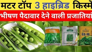 मटर की सबसे बेस्ट वैरायटी  Matar Ki Best Variety  Matar Ki Kheti  GS10 MatarHybrid Matar [upl. by Aidualc]