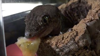 バナナを食べるハルマヘラジャイアントゲッコー Halmahera Gecko Eating Banana [upl. by Ailenroc]