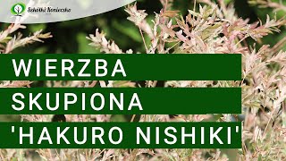 Wierzba Hakuro Nishiki  roślina na żywopłot [upl. by Mchugh]