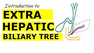 Chp22  Introduction to EXTRAHEPATIC BILIARY APPARATUS  BDC Vol2  Dr Asif Lectures [upl. by Gottlieb]