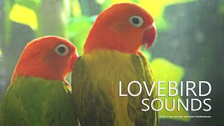 Lovebirds Chirping Sounds  Two Opaline Lovebirds  Young Lovebird [upl. by Ellesig]