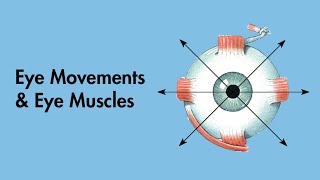 Cardinal Positions of Gaze  Eye Movements and Eye Muscles  Cranial Nerves  MEDZCOOL [upl. by Enale]