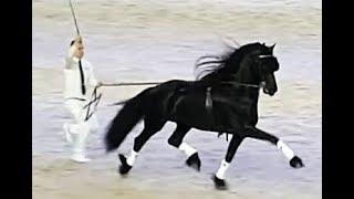 Best sport stallion of the year 2019 Friesian horse Eise 489 wins the Silver Bowl the third time [upl. by Eseerehs]