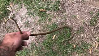 Yellow Faced Whip Snake  Dundowran Beach [upl. by Aurea545]