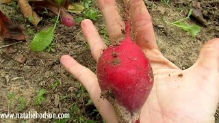 The Best Way to Eat Radishes [upl. by Kanor]