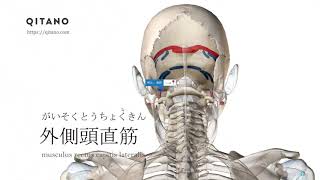 外側頭直筋の解剖学図｜musculus rectus capitis lateralis｜筋肉辞典73 [upl. by Eveleen750]