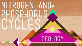 Nitrogen amp Phosphorus Cycles Always Recycle Part 2  Crash Course Ecology 9 [upl. by Chow]