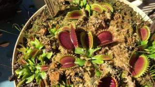 JAWS Venus Flytraps Sleeping [upl. by Nerra]