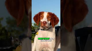 Brittany  Hunting Dog Breed with Unbreakable Loyalty [upl. by Brynna]