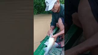 sambaran ikan baung mancing [upl. by Atnicaj]